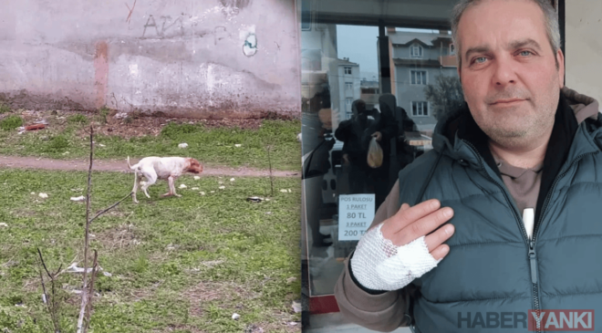 Kocaeli’de Pitbull Terörü: Sahipsiz Saldırgan Mahalle Köpeğini Parçaladı, Vatandaşı Yaraladı