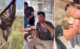Böyle vicdansızlık daha önce görülmedi! Kuşları böyle avlayıp satıyorlar….