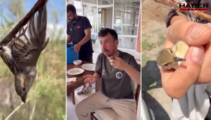 Böyle vicdansızlık daha önce görülmedi! Kuşları böyle avlayıp satıyorlar….