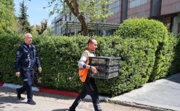 Şehirlerarası Otobüs Terminalinde usulsüz şekilde taşınan 300 civciv yakalandı