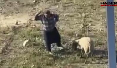 Vicdansızlığın böylesi! Koyuna kalın iple vurup, defalarca tekmeledi