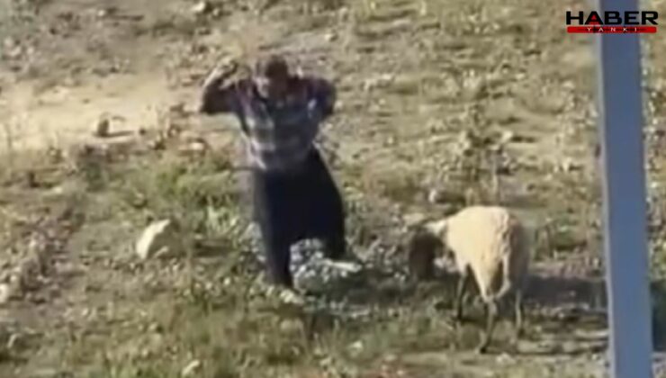 Vicdansızlığın böylesi! Koyuna kalın iple vurup, defalarca tekmeledi