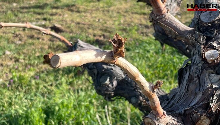 Zirai don Elazığ’da üzüm üreticisini de vurdu: Yüzde 80 kayıp var!