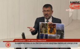 Zirai don felaketi Meclis gündeminde! Veli Ağbaba: 'Her ilden çığlıklar yükseliyor, her evden ağıtlar yakılıyor.'
