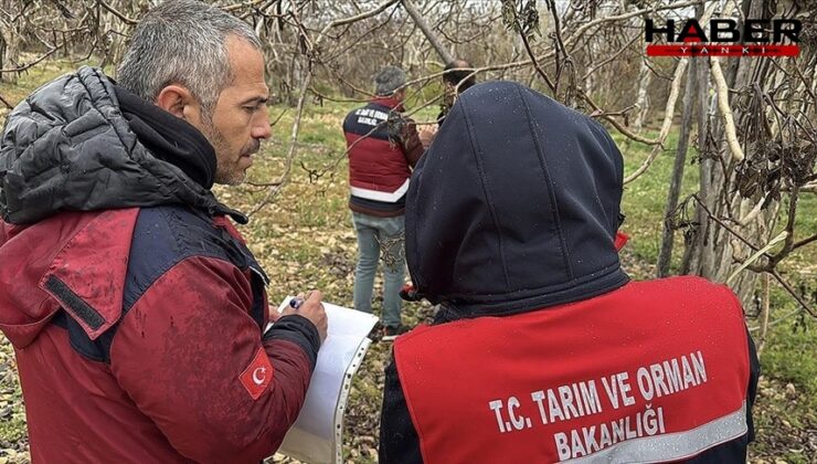 Zirai don felaketinden etkilenen tarlalarda çalışmalar başladı