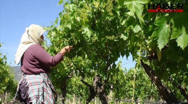 1 lira bile masrafı yok, kilosu 70 TL'den satılıyor