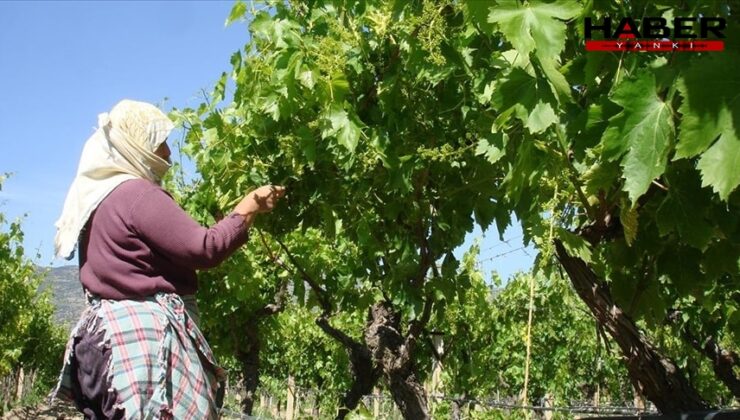 1 lira bile masrafı yok, kilosu 70 TL'den satılıyor
