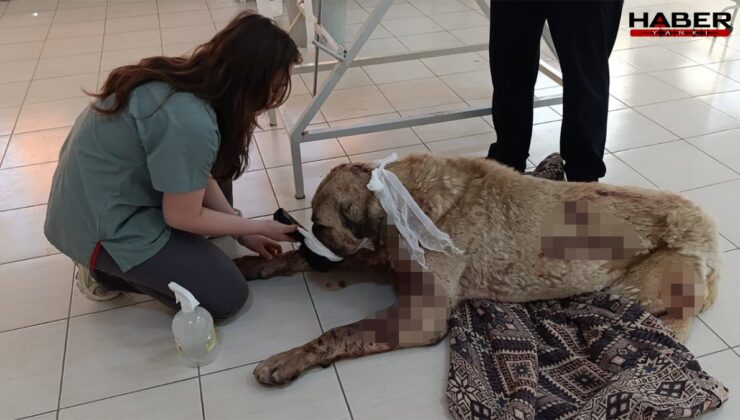 Aksaray'da vahşet! Çiftlik köpeklerine tüfekle saldırı