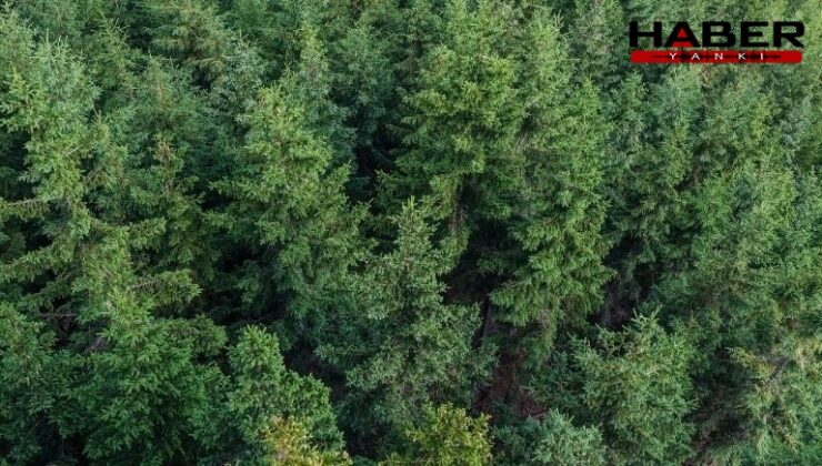 Ankara'da ormana girişler yasaklandı