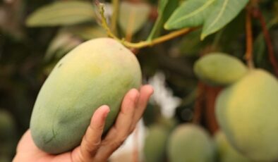 Başkan Böcek’ten avokado ve mango hasadı