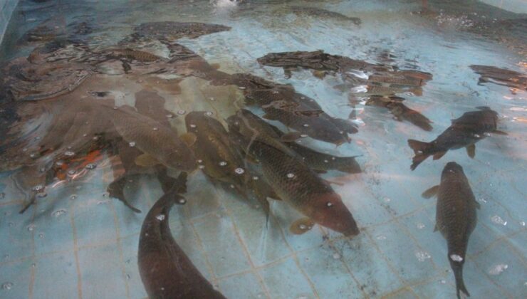 Bolu'da üretilen 5 milyon 230 bin yavru sazan, akarsulara bırakıldı
