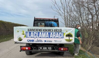 Canik’te Kokarca Böceğine Karşı Mücadelede Atak