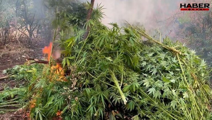 Diyarbakır'da milyonlarca kök kenevir ele geçirildi