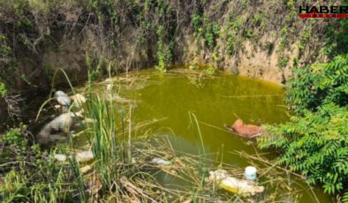 Köpeklerin kafasını kesip çukura atmışlar