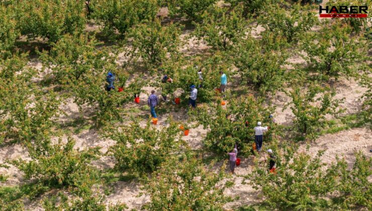 Köylüler büyük bir coşkuyla hasada başladı: Bu sene yüksek verim bekleniyor