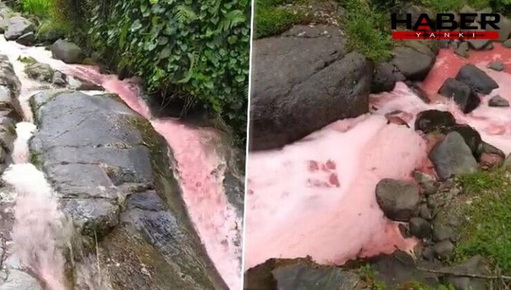 Rize'de derenin rengi kırmızıya döndü, halkı endişelendirdi