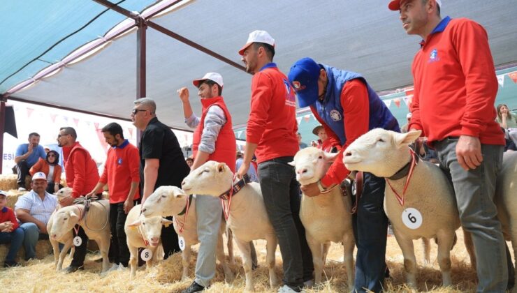 Türkiye'nin en güzel koyununu seçtiler