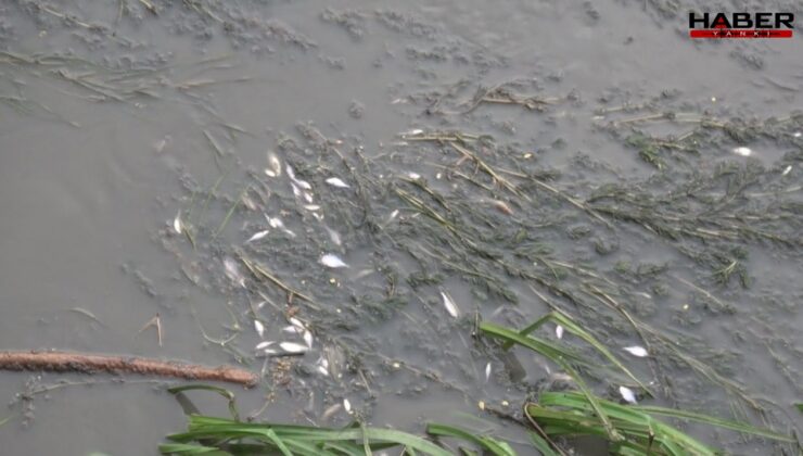 Yeşilırmak Nehri'nde toplu balık ölümleri