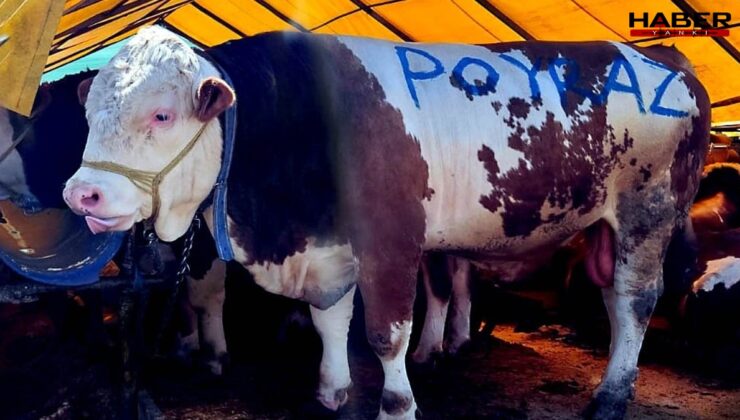 1 ton 250 kiloluk Poyraz, dudak uçuklatan fiyatıyla satıldı