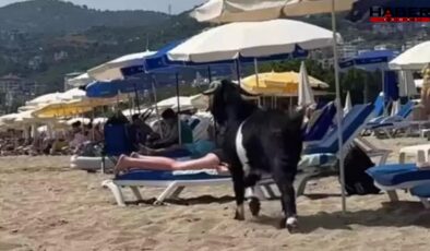 Alanya’da kurbanlıktan tatilciye: Kaçan keçi Kleopatra Plajı’na girdi