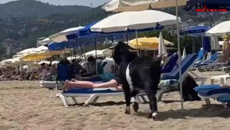 Alanya’da kurbanlıktan tatilciye: Kaçan keçi Kleopatra Plajı’na girdi