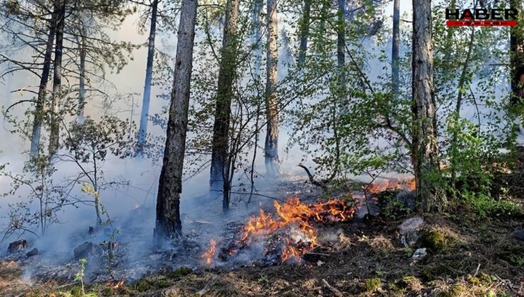 Bolu'da orman yangını
