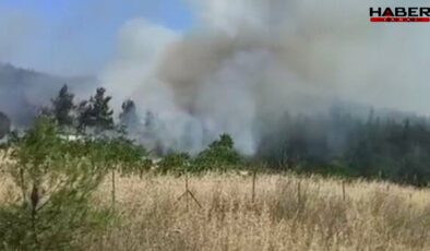 Çanakkale Lapseki'de orman yangını!