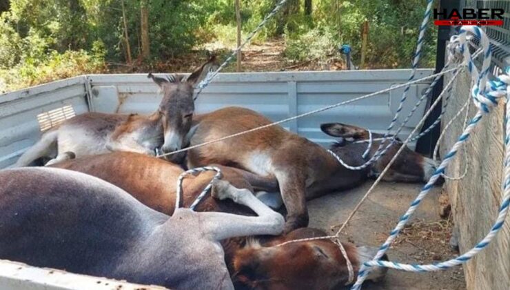 Datça Belediye Başkanı: Bu görüntüleri bende tasvip etmiyorum