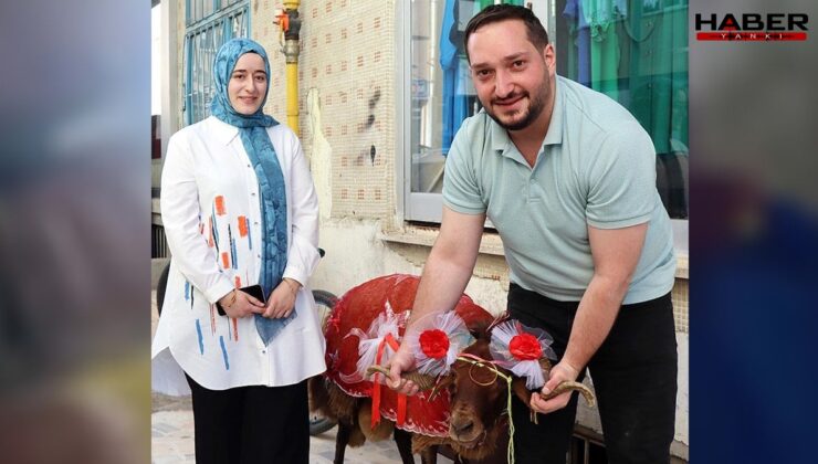 Erzurumlu doktordan nişanlısına kurbanlık koç hediyesi