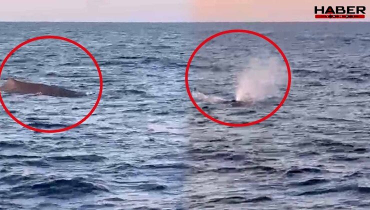 Görüntüyü Türkiye'den balıkçılar çekti: Ünlü turizm şehrinde devasa balina