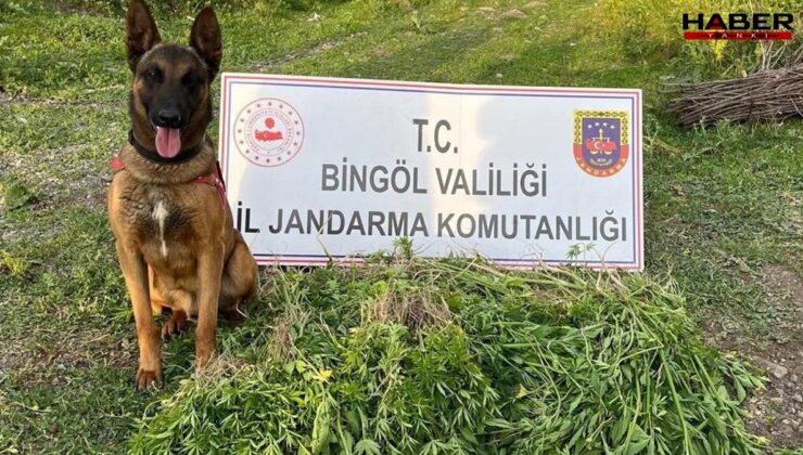 Jandarma düğmeye bastı: 14 bin 933 kök Hint keneviri ele geçirildi