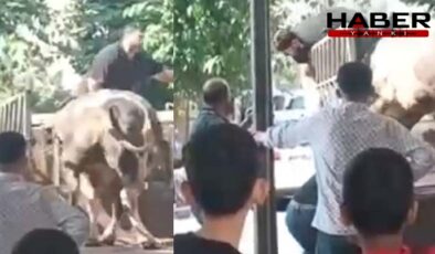 Kızgın boğa kasaba dehşeti yaşattı