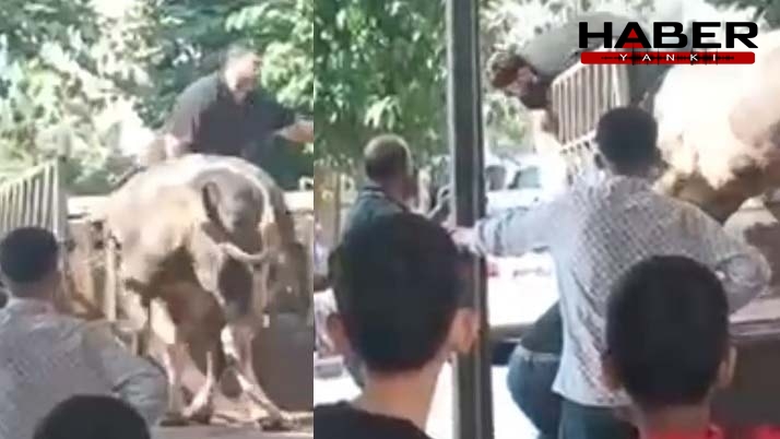 Kızgın boğa kasaba dehşeti yaşattı