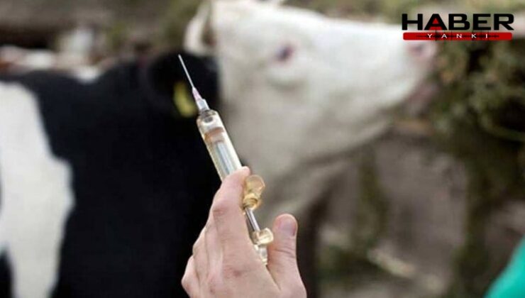Kurban Bayramı öncesi Hakkari'de 'şap' paniği! Açıklama geldi…