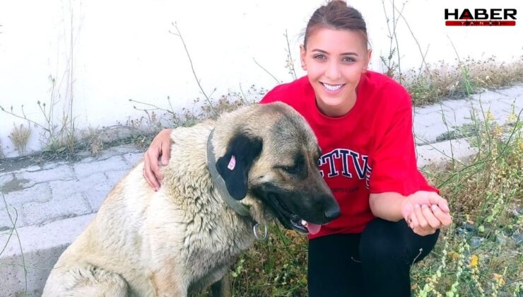 Sokak köpeklerini kurtardı, 105 bin TL ceza kesildi!