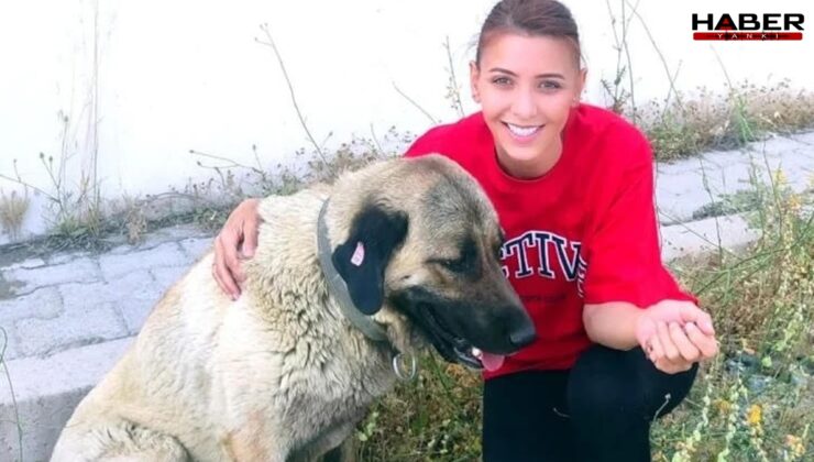 Sokak köpeklerini kurtardığı için 105 bin TL ceza kesilmişti… Cezaya itiraz etti
