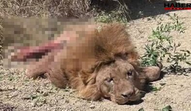 Antalya'da uyutmak yerine öldürülen aslan için suç duyurusu