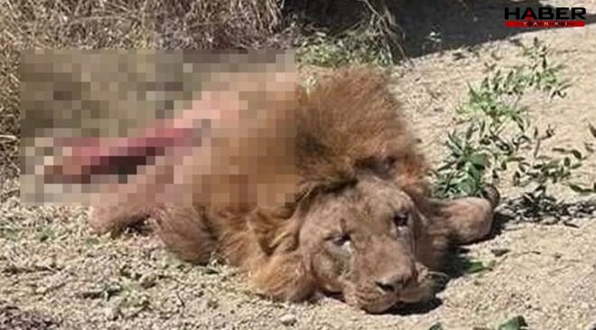 Antalya'da uyutmak yerine öldürülen aslan için suç duyurusu