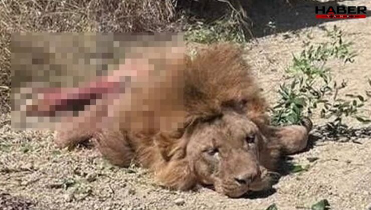 Antalya'da uyutmak yerine öldürülen aslan için suç duyurusu