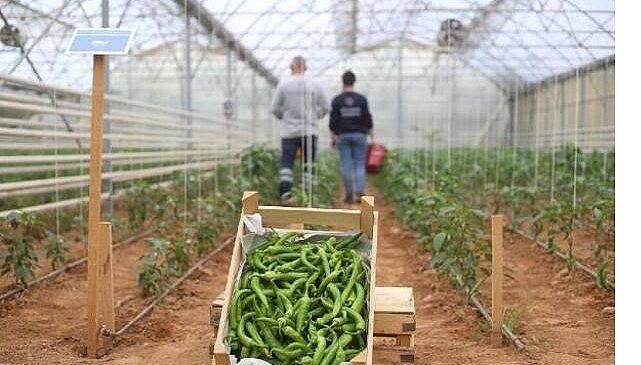 Başkan Çerçioğlu’nun Tarıma ve Üreticilere Destekleri Sürüyor