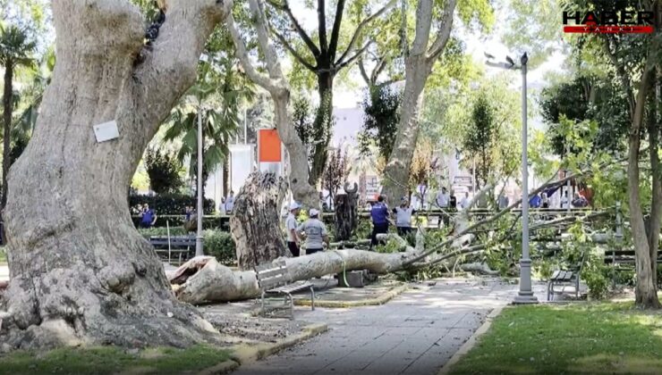 Çınar ağacı 3 kişiyi hastanelik etti