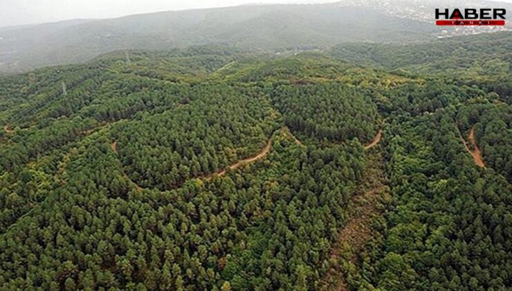 Erzurum'da ormanlık alanlara giriş 30 ekim’e kadar yasaklandı