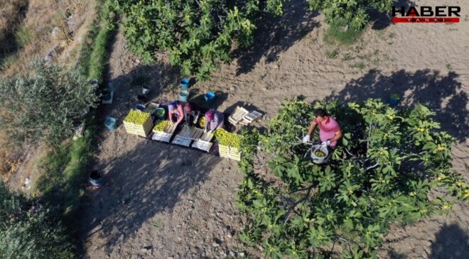 Hasadı başladı, çiftçi isyan etti: Bu yıl kiloyla değil taneyle satılıyor