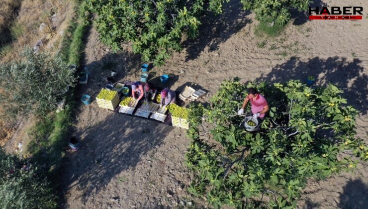 Hasadı başladı, çiftçi isyan etti: Bu yıl kiloyla değil taneyle satılıyor