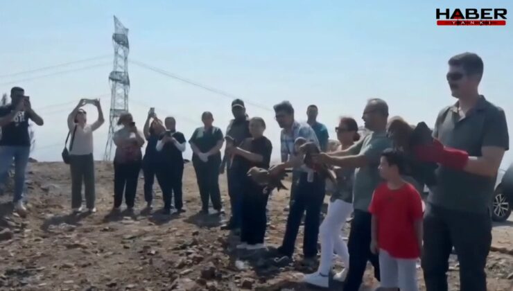 Hatay'da tedavi edilen yabani kuşlar yeniden doğaya kavuştu