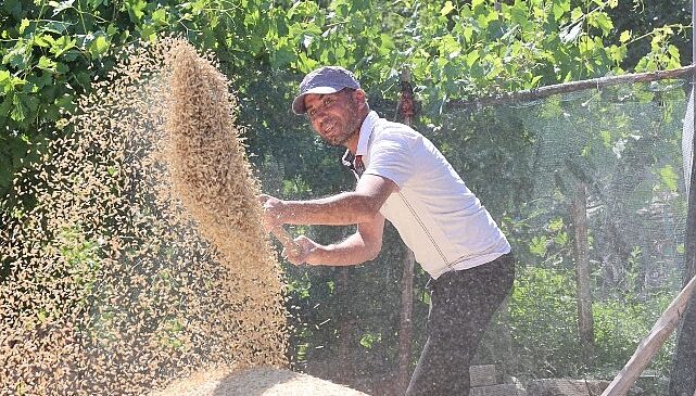 Korkuteli Yeşiloba Yaylası’nda buğday hasadı başladı