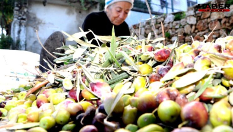 Muğla’da odalar ve borsalar zeytin yasası için ayakta
