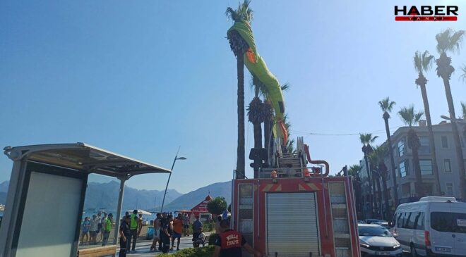 Muğla'da deniz paraşütü ağaca takıldı