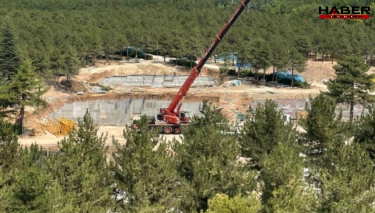 Orman müdürlüğü ormanı katlediyor