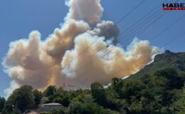 Ormanlarımızı çürük elektrik hatları yaktı